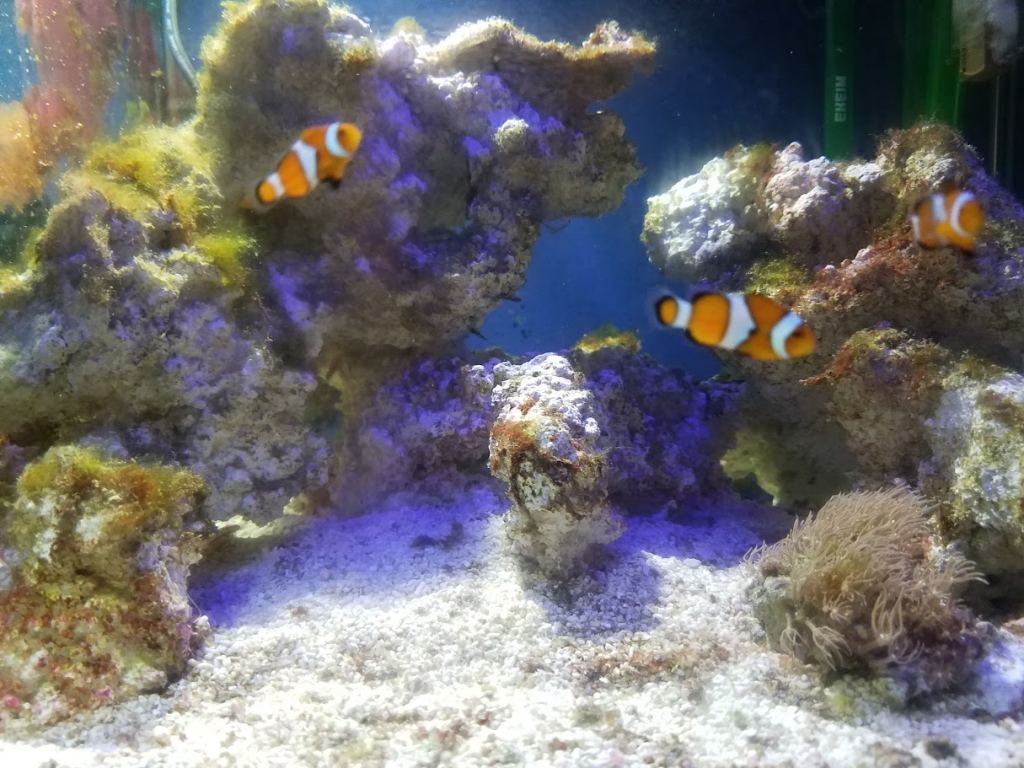 自宅の海の様子。今はもういない。